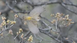Image result for Phylloscopus orientalis