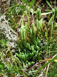 Attēlu rezultāti vaicājumam “Diphasium complanatum”