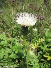 Attēlu rezultāti vaicājumam “Cirsium x rigens flower”