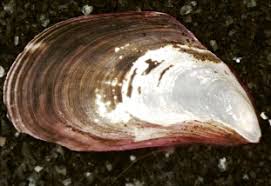Attēlu rezultāti vaicājumam “Dreissena polymorpha”