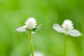 Attēlu rezultāti vaicājumam “Anemone nemorosa bud”