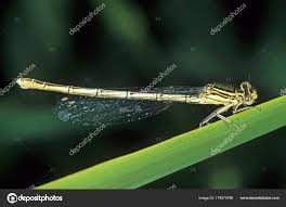 Attēlu rezultāti vaicājumam “Platycnemis pennipes female”