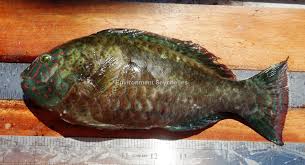 Image result for Calotomus carolinus