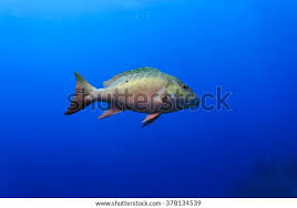 Image result for Lutjanus analis