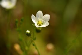 Attēlu rezultāti vaicājumam “Sagina nodosa flower”