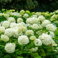 Attēlu rezultāti vaicājumam “Hydrangea arborescens flower”