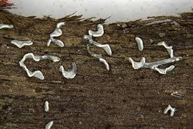 Attēlu rezultāti vaicājumam “Physarum bivalve macro”