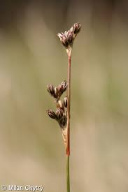 Attēlu rezultāti vaicājumam “Juncus squarrosus”