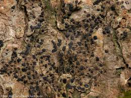 Attēlu rezultāti vaicājumam “Arthonia spadicea”