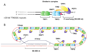 Image result for the end of the t-loop structure