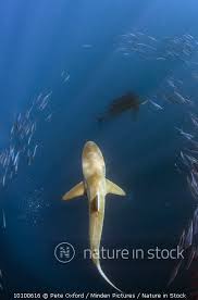 Image result for Carcharhinus brachyurus