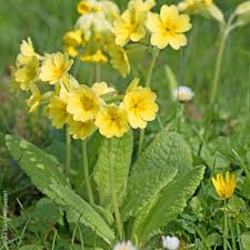 Image result for Himmelschlüssel