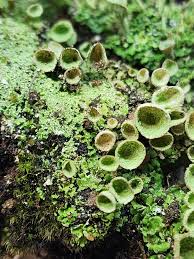 Attēlu rezultāti vaicājumam “Cladonia pyxidata”