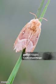 Attēlu rezultāti vaicājumam “Lasiocampa quercus”