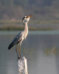 Attēlu rezultāti vaicājumam “Ciconiiformes”