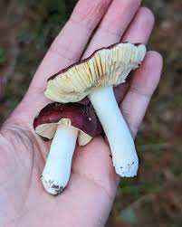 Attēlu rezultāti vaicājumam “Russulales”