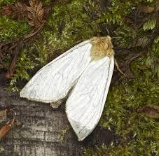 Attēlu rezultāti vaicājumam “Hepialus humuli male”