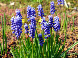 Attēlu rezultāti vaicājumam “Muscari botryoides flower”