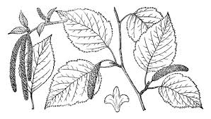 Attēlu rezultāti vaicājumam “Betula papyrifera leaf”