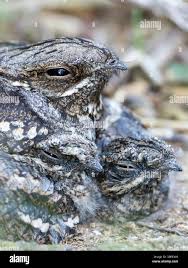 Attēlu rezultāti vaicājumam “Caprimulgus europaeus nest”