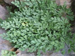 Attēlu rezultāti vaicājumam “Asplenium ruta-muraria”