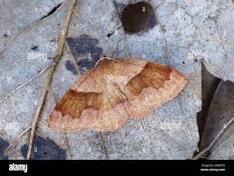 Attēlu rezultāti vaicājumam “Plagodis pulveraria”