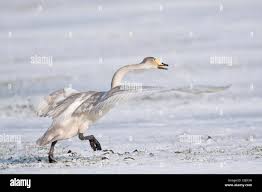 Attēlu rezultāti vaicājumam “Cygnus cygnus juvenile”