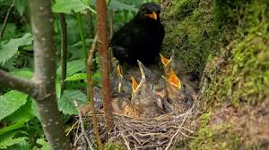 Attēlu rezultāti vaicājumam “Turdus merula nest”