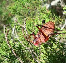 Attēlu rezultāti vaicājumam “Tettigoniodea exuvia”