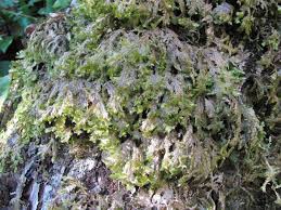 Attēlu rezultāti vaicājumam “Neckera crispa”