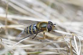 Attēlu rezultāti vaicājumam “Syrphus torvus”