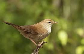 Image result for Cettia cetti