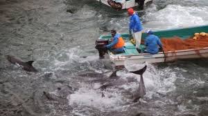 Image result for japan dolphin slaughter