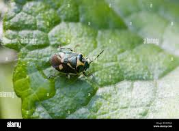 Attēlu rezultāti vaicājumam “Eurydema oleracea”