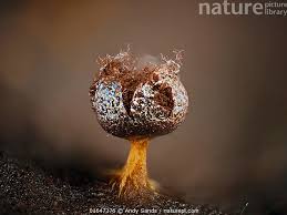 Attēlu rezultāti vaicājumam “Physarum psittacinum stalked”