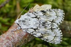 Attēlu rezultāti vaicājumam “Acronicta cuspis”