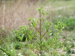 Attēlu rezultāti vaicājumam “Bidens tripartita fruit”