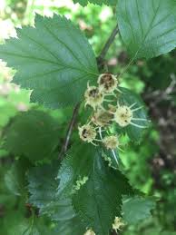 Attēlu rezultāti vaicājumam “Crataegus chrysocarpa”
