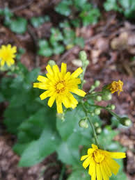 Attēlu rezultāti vaicājumam “Hieracium umbellatum flower”