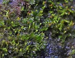 Attēlu rezultāti vaicājumam “Fissidens arnoldii sporophyte”