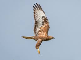 Attēlu rezultāti vaicājumam “Buteo buteo adult”