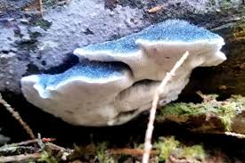 Attēlu rezultāti vaicājumam “Postia caesia”