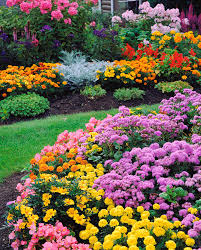 Image result for Ageratum houstonianum