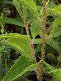 Attēlu rezultāti vaicājumam “Echinacea purpurea leaf”