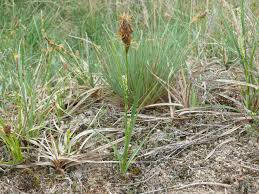 Attēlu rezultāti vaicājumam “Carex hirta”