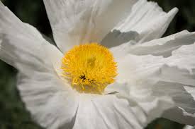 Image result for Romneya coulteri