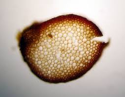 Attēlu rezultāti vaicājumam “Rhytidiadelphus triquetrus sporophyte”