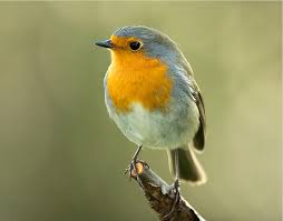 Attēlu rezultāti vaicājumam “Erithacus rubecula”