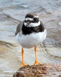 Attēlu rezultāti vaicājumam “Charadrius hiaticula adult”