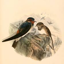 Image result for Petrochelidon pyrrhonota